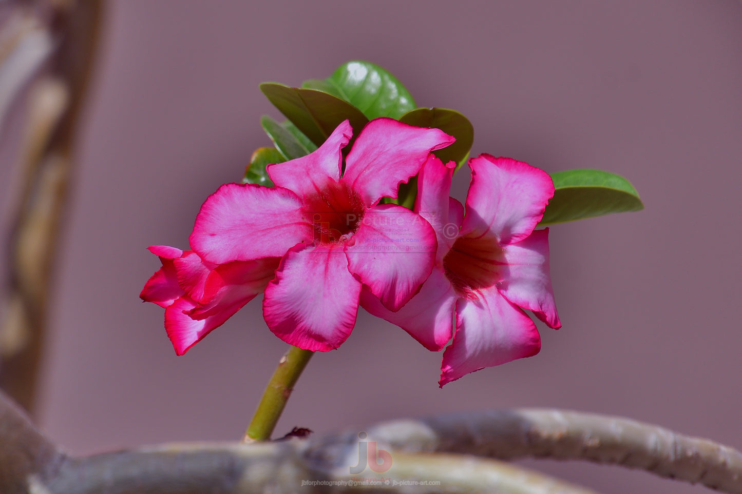 Adenium Obesum Flower