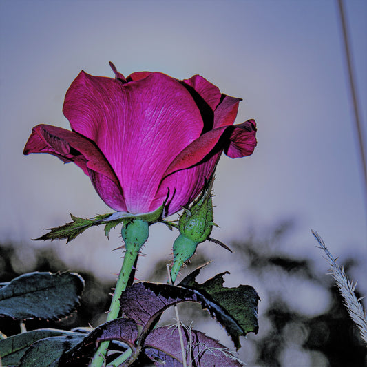 Rose in Spotlight
