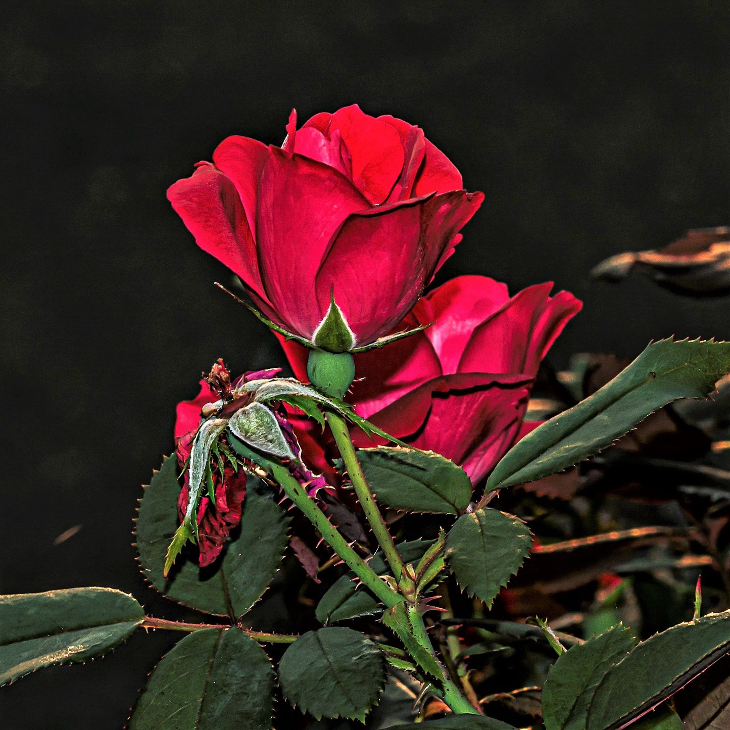 Red Rose