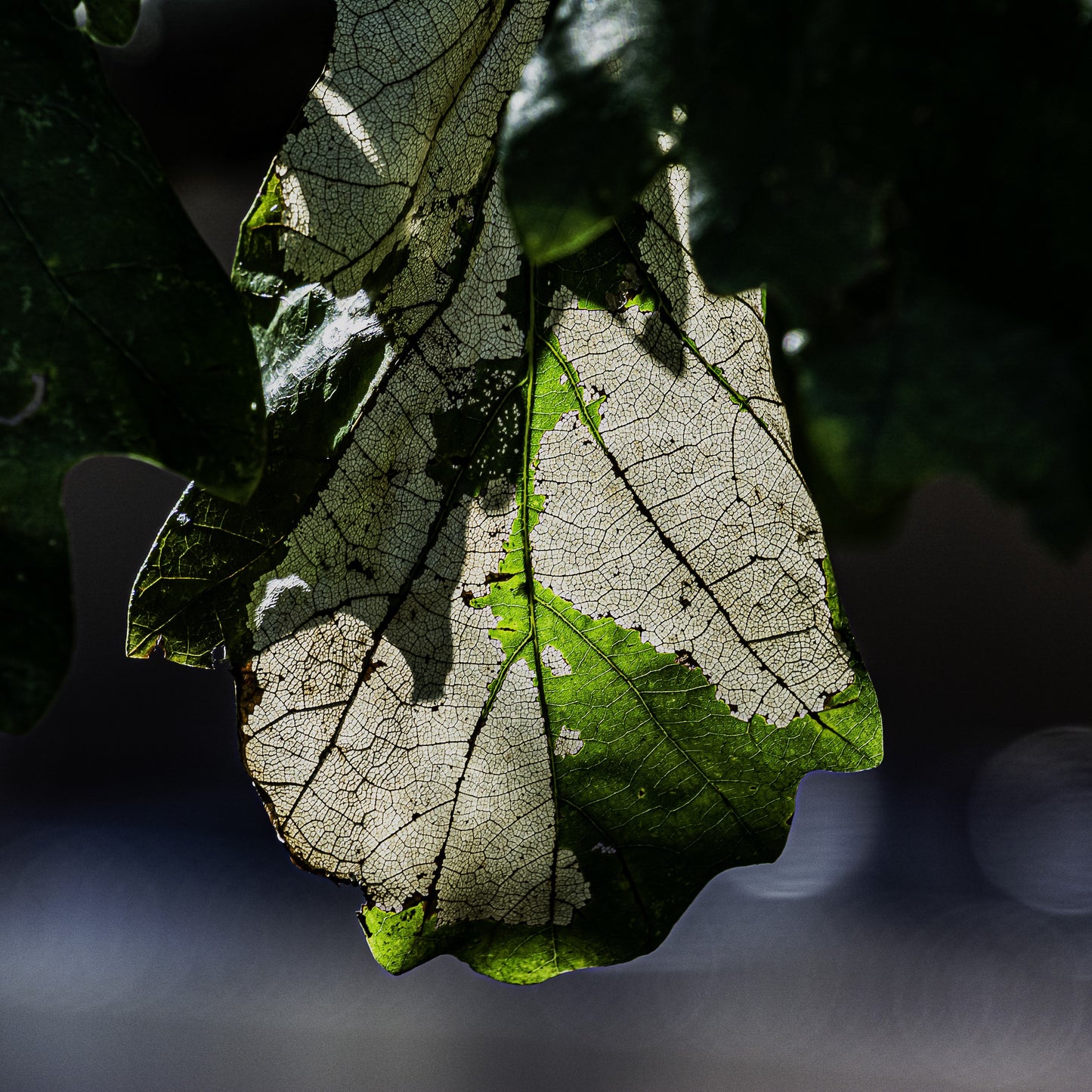 Intricacies of a Leaf