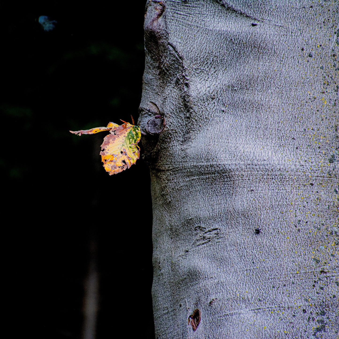 Spotlight Leaf