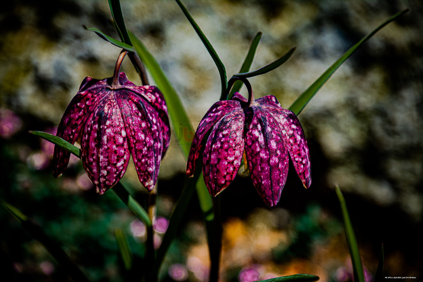 Painted Flowers