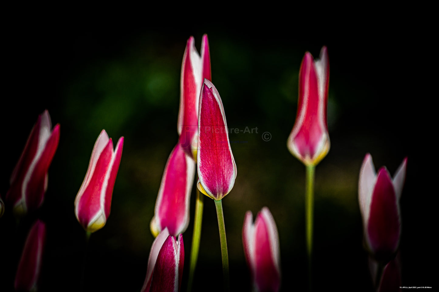 Pink Tulips