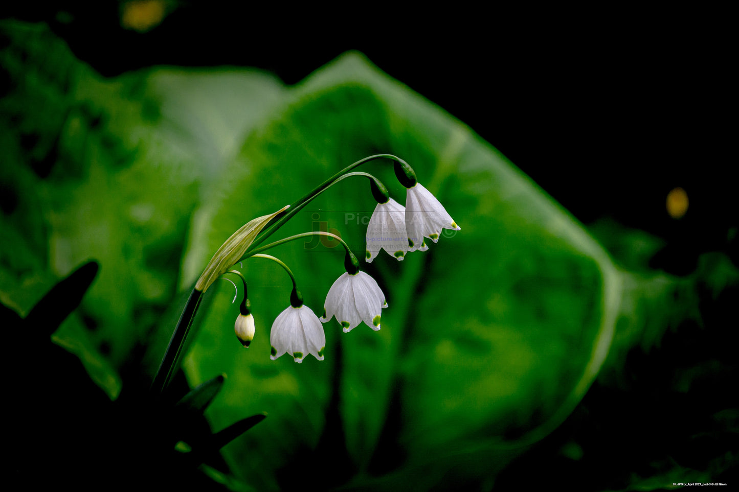 White Lamp Flowers