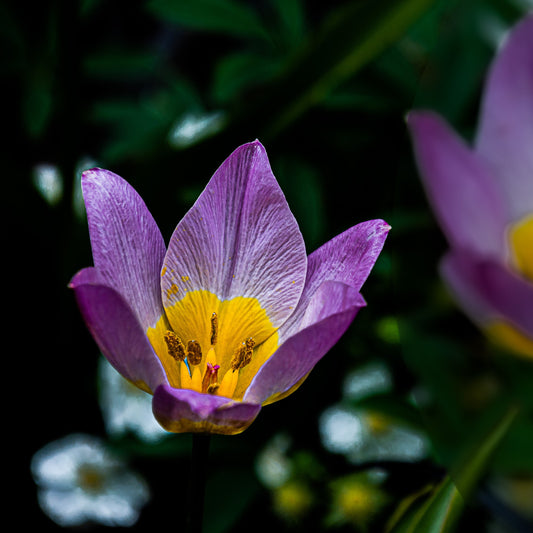 Bloomed Purple Tulip