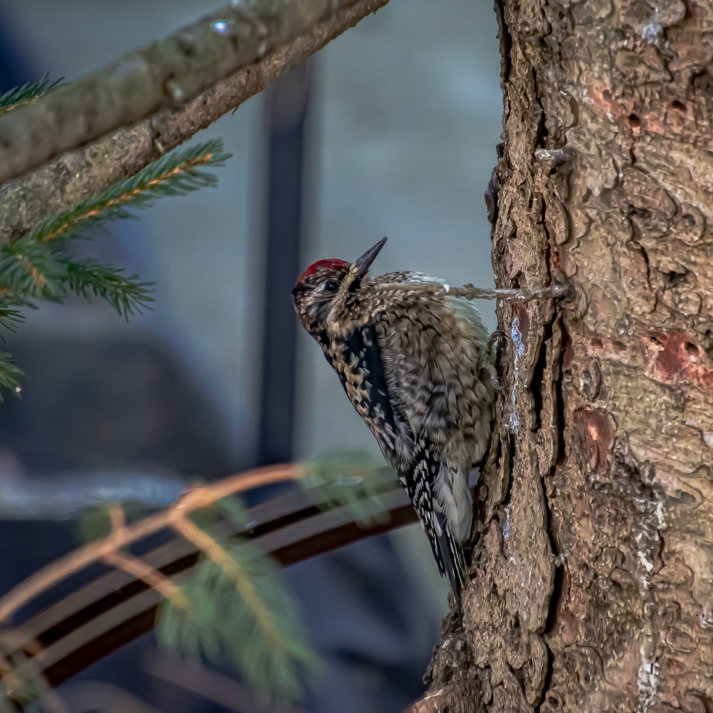 Yellow Bellied Sapsucker Bird