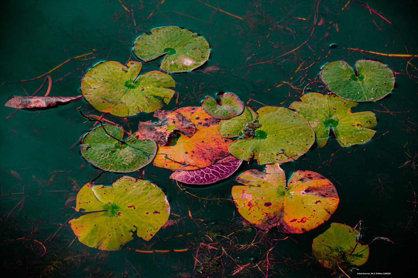 Lily Pads 2