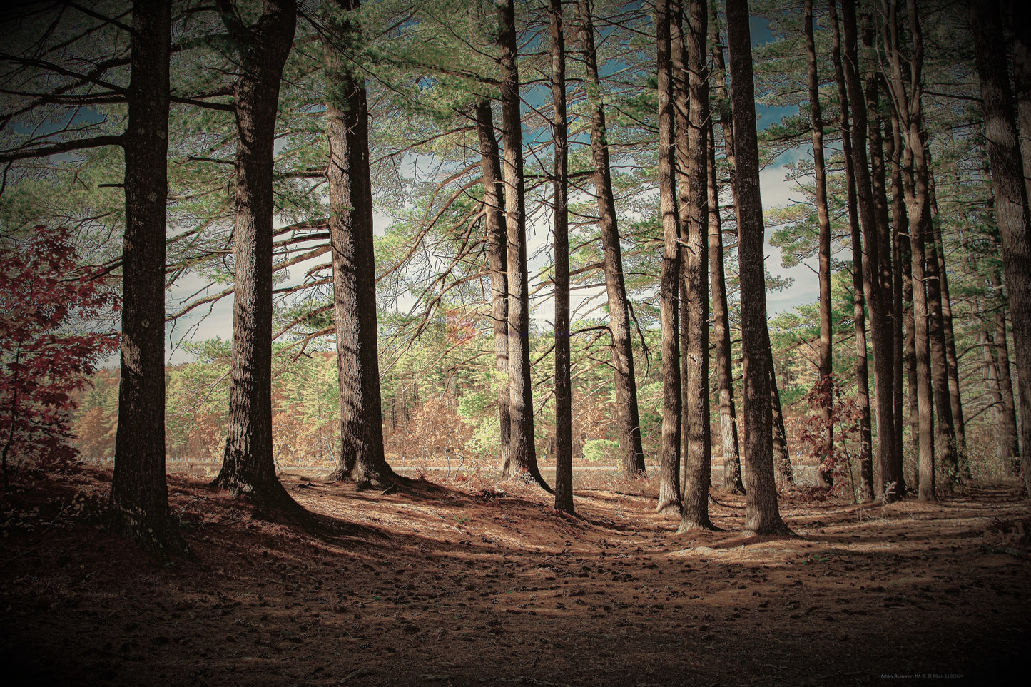 Sun Seeping Through Trees