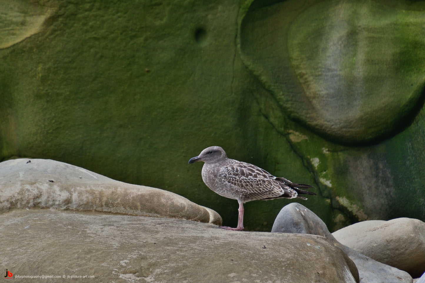 Bird in Nature